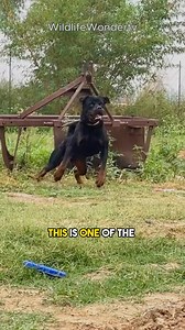 193K views · 5.4K reactions | This is one of the most dangerous dogs...