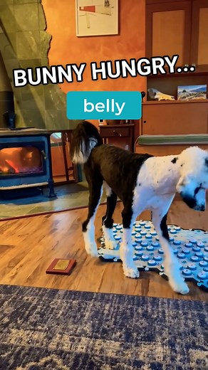 Just a dog being a dog🤪 We love seeing all kinds of success stories, so send your videos to us via DM or post a link in the comments for a chance for your story to be posted to the FluentPet page! #fluentpet AND REMEMBER that we are having a 20% OFF SITE-WIDE sale on fluent.pet through the 18th, so now could be the perfect opportunity to grab some buttons or tiles! use code 'HOTSUMMERSALE' at checkout to get a discount! | FluentPet