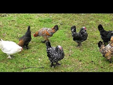 Bearded D' Uccle Chicken