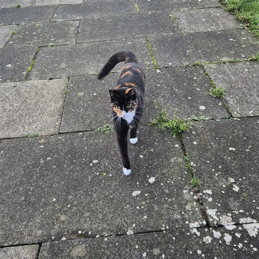Calico cat meows for attention!