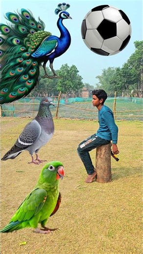 Rounding coconuts to Duck, Peacock, Pigeon & Parrot - Birds names magic video