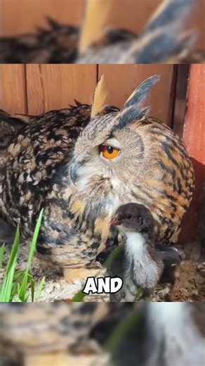 The Owl That Became a Mother to a Chick 🦉💛