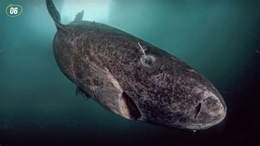 Natural phenomena that seem physically impossible yet exist