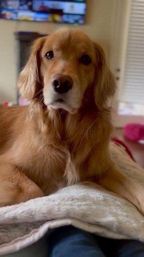 Dog Adorably Looks at Owner Expecting They'll Share Their Food - 1313066-7