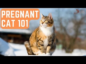 Pregnant Cat Care 101: 10 Essential Tips for a Healthy Pregnancy and Happy Kittens