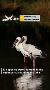 Plateau lake sees increased biodiversity as ecology prioritized Wetlands surrounding the Dianchi Lake, a plateau lake which used to be one of the most polluted lakes in China, has become a paradise for more than 170 species of birds, as the quality of the ecological environment continues to improve. #Trending #ChorusofLife For more: https://english.cctv.com/ | CCTV