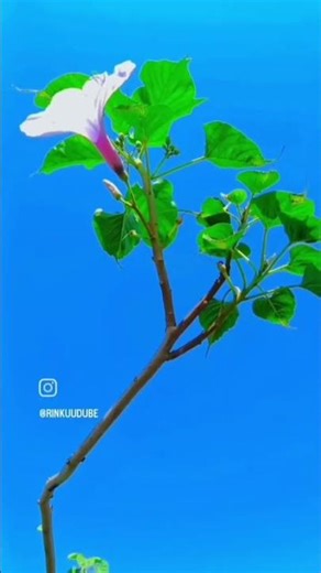 good morning and beautiful flower