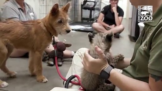 A Cheetah at Cincinnati Zoo Has Become Best Friends With a Rescue Dog