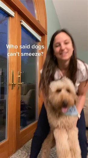 Tik Tok really trying to hide that I’m a better dancer than #smeezechallenge #smeeze | Minidoodlebentley