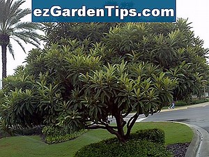 Loquat Tree Care 🌱 Conseils Jardiniers - Fr.ezGardenTips.com