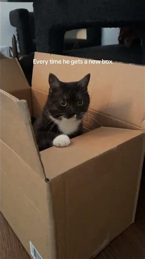Lox is the box inspector 👷‍♂️ #cat #kitty #kitten #funnycats @loxandlottie