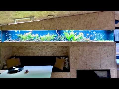 24 Hour Timelapse Inside a 4.5m Giant Planted Aquarium (1000L)
