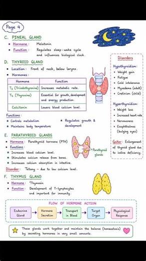 🩺 Endocrine System Notes for Nurses | Complete & Easy Nursing Guide 📚