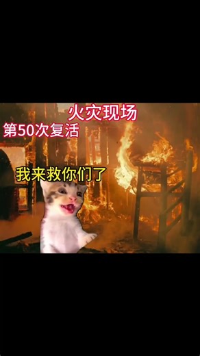 #猫meme小剧场 #猫meme #猫meme搞笑剧情 #猫meme剧场
