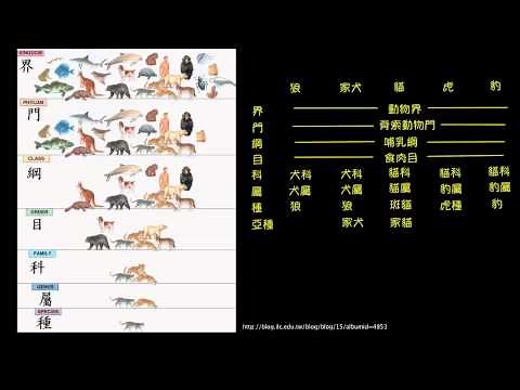 生物的分類階層