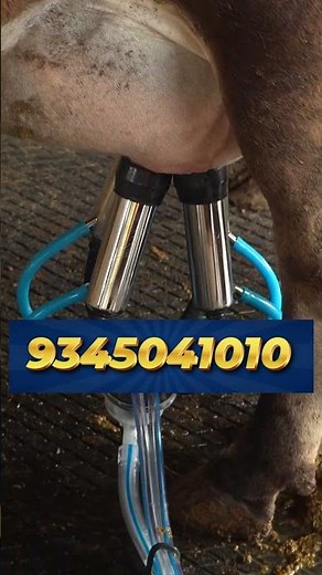 Milk More in Less Time – High-Speed Milking Machine in Action! 🐄