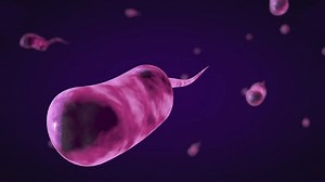 Cholera Disease Bacteria Animation Vibrio Cholerae Stock Footage Video (100% Royalty-free) 19286134 | Shutterstock