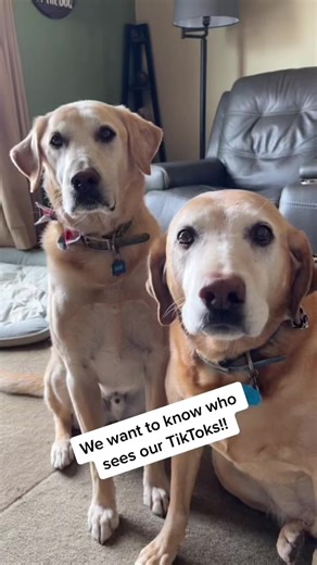 #petlover #foryourpage #furbaby #labradorlife #fyp #dogsofttiktok