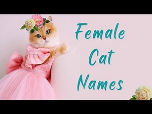 unique girl cat names #female #cat #names
