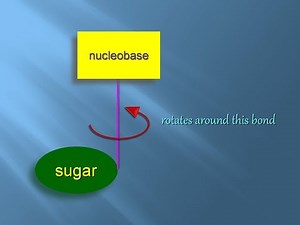 Syn and Anti Conformation | Nucleoside | Structural Biomolecular Chemistry |