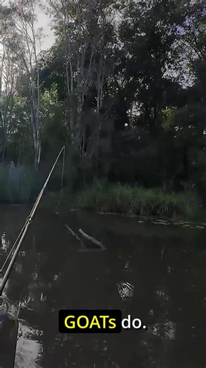 It's funny the number of times that no other surface works and these ZMan GOATs do... just like that! Paul Chew connects to a barramundi, buzzing a ZMan GOAT on a TT ChinlockZ jighead. Fish on! 🎥 @on.the.chew Those two kicking feet produce action, noise, vibration and a bubble trail that fish find hard to resist. BOOF! Check out the full ZMan 10X Tough GOAT range, from the 1.75" Micro to the 4.25" Billy, on our website at - https://www.tackletactics.com.au/search?q=GOAT . . #fishing #zman #zman