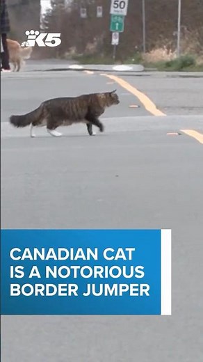 Cat disregards Canada-U.S. border at will