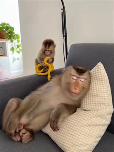 Funny Monkey Pranks to Brighten Your Day