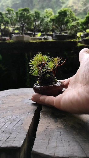 Awesome pine cone experiment #plants #diy #bonsai