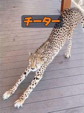 Why are cheetahs so friendly to humans? #Nature #AnimalProduction #animals #animals #healing