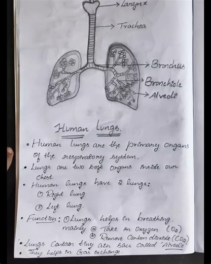 Human lungs ... diagram with simple explanation