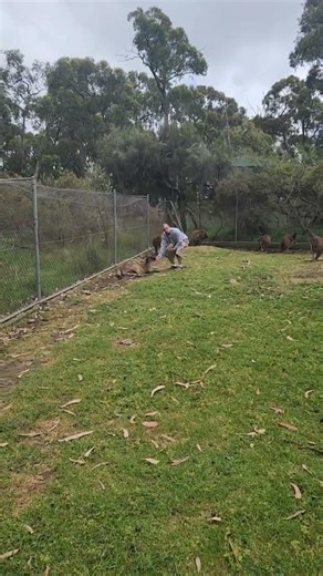 Feeding Kangaroos, Cleland Wildlife Park, Adelaide South Australia