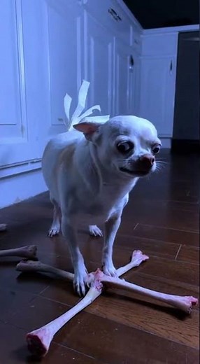 Try Not To Laugh #pets #petsunited #funnyanimals #funny