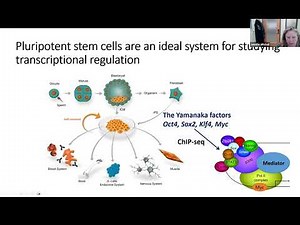 Enhancers in Development and Disease (16 February 2024)