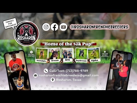 Embryo Development AFTER Breeding (Week 2 Explained Simply) | Life as Rosharon Frenchie Breeders