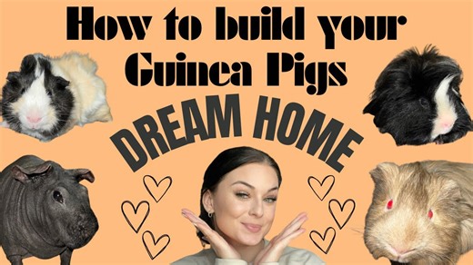 How to Build Your Guinea Pigs a Mansion │ Complete Guide with Links