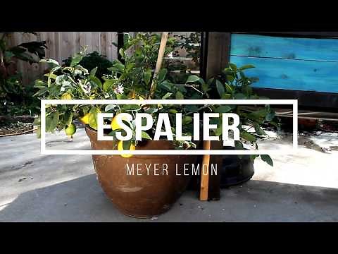 Meyer Lemon Espalier