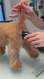122K views · 7.9K reactions | Toy poodle teddy cut 殺 #toypoodle #poodlesofinstagram #poodlelove #doggroomer #doggram #doggrooming #poodlegram | Garbanius Grooming | Facebook