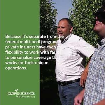 What is Crop-Hail Insurance