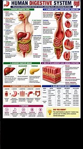 Human Digestive System 🧬 | Complete Anatomy, Organs, Digestion & Enzymes | Biology