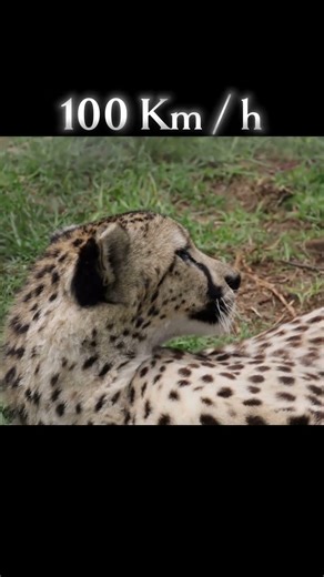 Duniya ki Sabse Fast Cheezein ⚡ #shorts