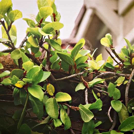 #tiktok #fyp #movie | corpse husband