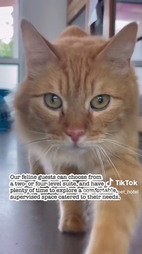 Tour of Our Cat Boarding Facility in Orlando