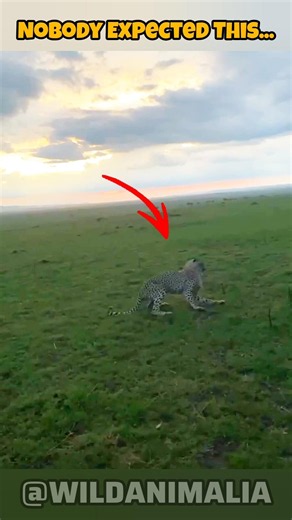 Cheetah Suddenly Collapses... What Happened Next Shocked Everyone 😳 #Cheetah #Wildlife #AnimalShorts