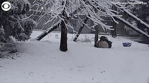3.9K views · 93 reactions | PANDA SNOW DAY: 16-month-old panda cub Xiao Qi Ji rolled around in the snow at the Smithsonian's National Zoo in Washington, D.C. on Monday . The zoo said the cub was wary of snow during his first encounter last year but fully embraced his first snow day this year. | WIFR TV | Facebook