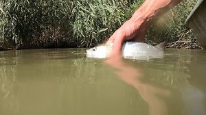 Fisherman Releases Asp Fish Into Murky Stock Footage Video (100% Royalty-free) 1042043770 | Shutterstock