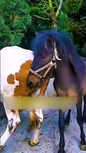 Raising Horses Every Day – Simple Country Life 42