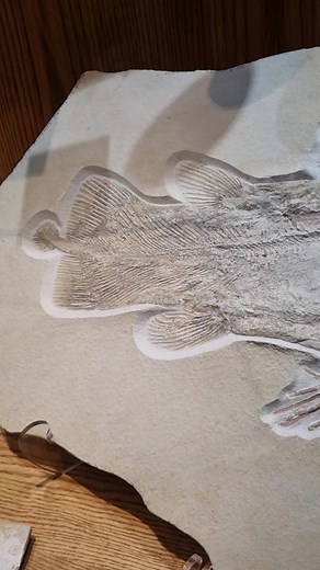 A spectacular Cretaceous coelacanth. Called Macropomoides, it belongs to the same family as the living coelacanth. This fossil comes from Lebanon and is ~94 million years old. It is on display at the Wyoming Dinosaur Center. | Dr Dean Lomax - Palaeontologist