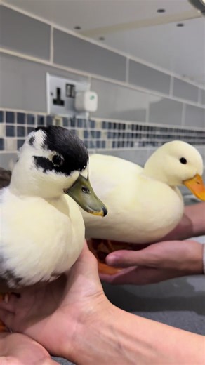 Adorable Call Ducks in Action