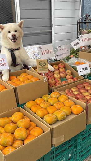 ひまわりマルシェ/日曜日だけの野菜マルシェ on Instagram: "おはようございます😃 10月19日 ひまわりマルシェ🌻 今日はこんな感じです。 ご来店お待ちしております。 ひまわりマルシェ 大阪市西淀川区姫島3-10-27 9時から12時 駐車スペースあります🚗 #ひまわりマルシェ #野菜マルシェ #八百屋 #大阪市西淀川区 #西淀川区姫島 #秋田犬 #秋田犬ひまわり #100円野菜 #野菜詰め放題 #大阪もん #大阪野菜"