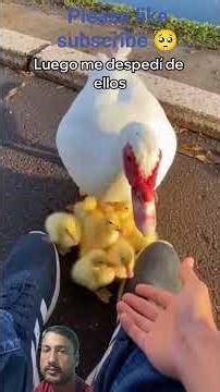 #duck #halping 🥹bard #wildlife👍 #vairal #yuotobe shorts